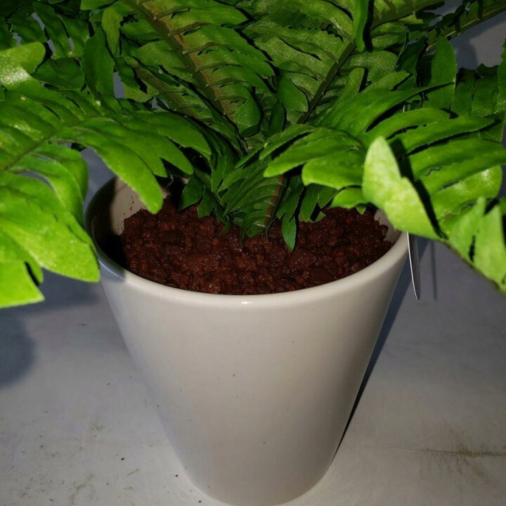楽天市場】ツデ―造花観葉植物 高45×巾50cm 光触媒コーティング ギフト 