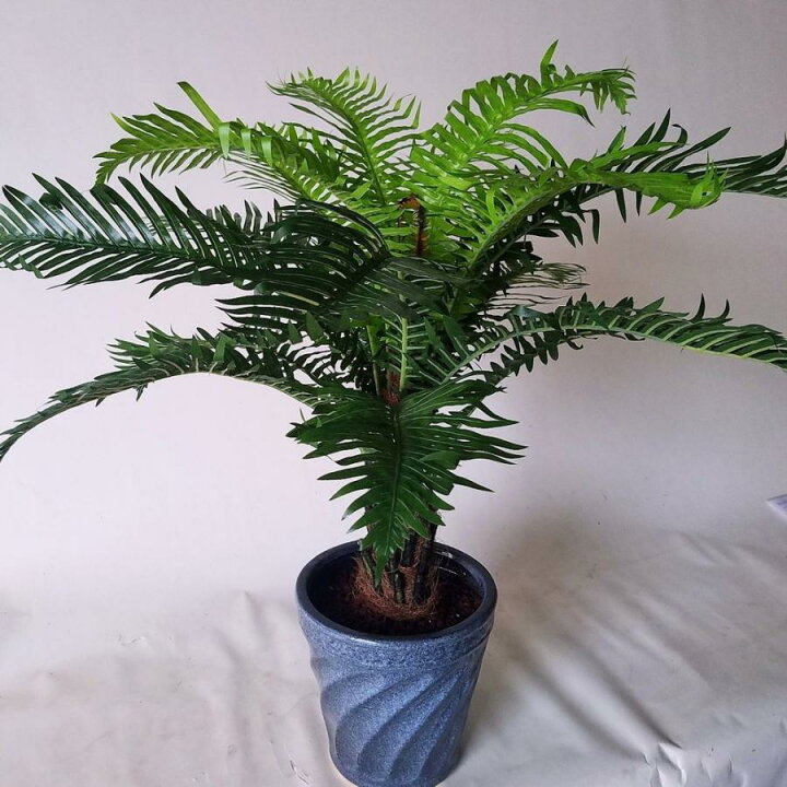 楽天市場】ロマリアギバ 造花観葉植物 （高80cm巾75cm 