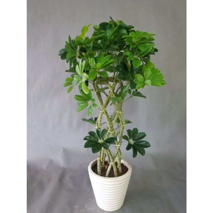 楽天市場】ホンコン8本編みタワー 造花観葉植物（高さ85cm幅55cm 