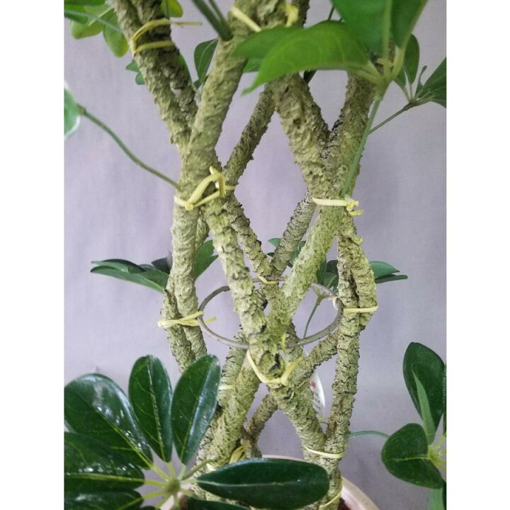 楽天市場】ホンコン8本編みタワー 造花観葉植物（高さ85cm幅55cm 