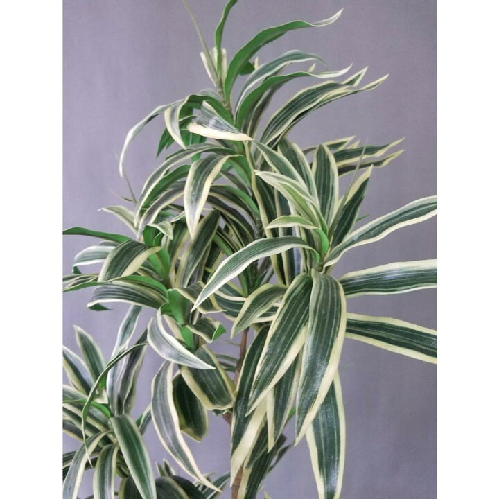 楽天市場】斑入りドラセナ 造花観葉植物 高さ約90cm幅約40cm リビング 