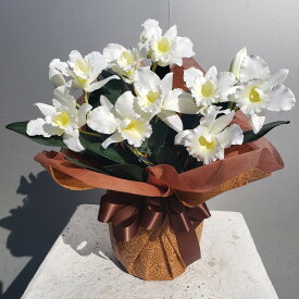 カトレアSS・白・3F（造花）高35×幅25・光触媒