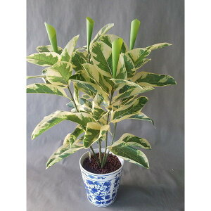 S̖ؔiԁj80×45@G}@j@̓@v[g@Mtg@zj@J@j@a@G}@S̖؁@ϗtA@ԁ@A[gt[