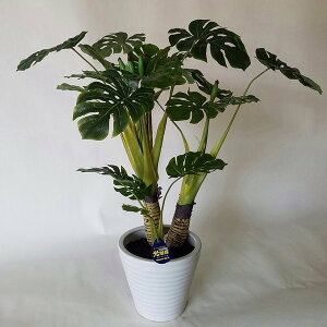 Xeiԁj85×65@G}@j@a@̓@Mtgv[g@zj@J@j@G}@Xe@ϗtA