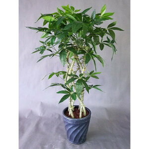 pL8{҂݃^[iԁji85×55jyG}zj@Mtgv[g@p@zj@JXj@J@j@G}@@@*͗\Ȃ݌ɂɂ荕̓ɂȂ