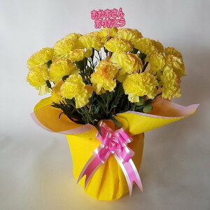 J[l[VAiԁj@@̓Mtgi35×20j@@yG}z