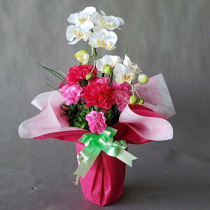 ӒJ[l[VA-5i40×25jyG}za@̓@j@Mtg@v[g@A[gt[@A[eBtBV t[