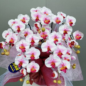 ӒS/5F/iԁiԁj50×40@G}@A[eBtBVt[@A[eBtBbV@a@JXj@J@j@JƏj@t@r[@j@zj@