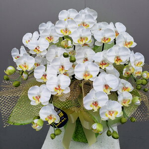 ӒS/5F/iԁj50×40@G}@A[gt[@A[eBtBbV@j@a@JXj@JƏj@J@j@ij@zj@ԁ@t[@5{