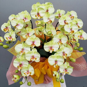 ӒS/5F/CgO[iԁj50×40@G}@A[gt[@A[eBtBbV@a@j@JXj@J@j@JƏj@ij@zj@v[