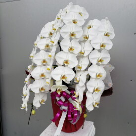 胡蝶蘭（生花）3F/　花付40 輪以上　高約70×幅40