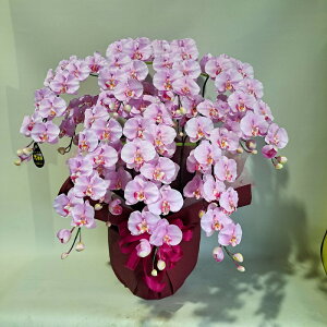 ӒL/isN/7Fiԁj85×70EG}R[eBO@JXj@J@j@JƏj@a@zj@GgX@Mtg@a@7{@A[eBtBVt