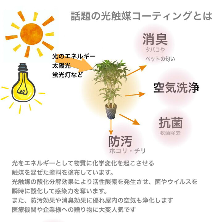 楽天市場】胡蝶蘭DXL/赤/3F（造花）規格 高80×幅40/光触媒 お祝い お 