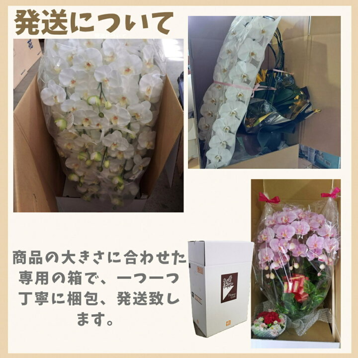 楽天市場】胡蝶蘭S/ブルー/3F（造花）高さ45cm×巾30cm造花・光触媒  