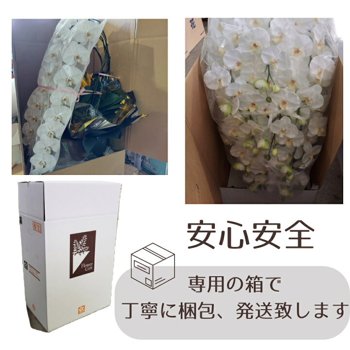 楽天市場】胡蝶蘭S-10F高さ60cm×巾55cm造花・光触媒 開店祝い 開業祝い 
