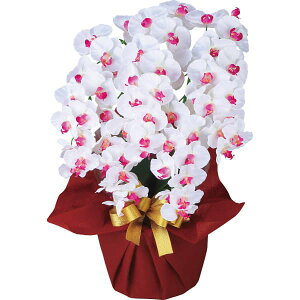  [J[ A[eBtBVt[  5{Ӓ zCgr[eB[ ncr-24019-5-wb 㕥Ήsi j Ԃ oYj j wj l