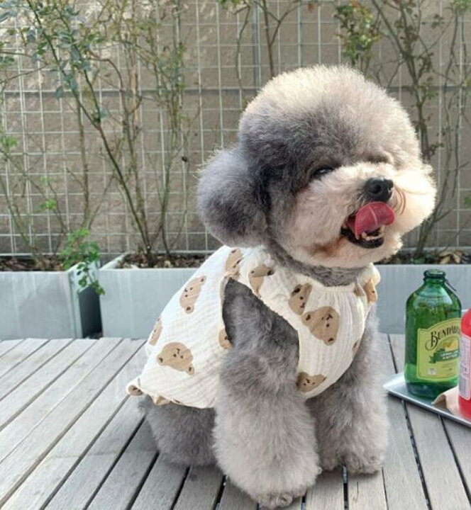楽天市場 犬 服 秋冬 小型犬 ペットウェア インスタ映え 涼しい シースルー ニュアンス 韓国風 お散歩 カットソー ドッグウェア Tシャツ キャミソール 抜け毛防止 くまちゃん柄 ペット服 猫服 犬用 ペット用品 メール便ok A131 送料無料 エメリール