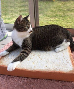 楽天市場 特別セール ペットクッション ネコ 犬 ペットベッド おしゃれ ふわふわ ペットソファー 猫用 犬用 マット 柔らかい パン型 食パン型 39 3 38 6cm ラッピング不可 Aimoha