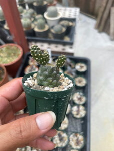 [ Iv`A xbZX E`T{e STCY @3000] 򍪐A A ~ ϗtA