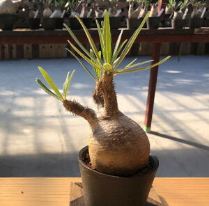 [ pL|fBE OLX ۉ{ XLTCY @80000] 򍪐A A ~ ϗtA