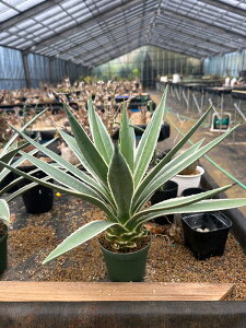 [ AKx nNZRE M 㗖 STCY @4000] 򍪐A A ~ ϗtA