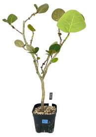 [ シーグレープ （ココロバ ハマベブドウ ） Sサイズ @6000] 塊根植物 多肉植物 盆栽 観葉植物