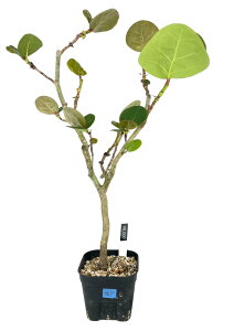 [ V[O[v iRRo n}xuhE j STCY @6000] 򍪐A A ~ ϗtA