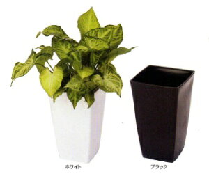 ݌ɌIACJ g[XNGA ubN 7yőw60܂Łz(2301)