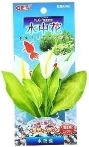 ̔iIGEX(WFbNX) PLANTERIOR(veA)  m