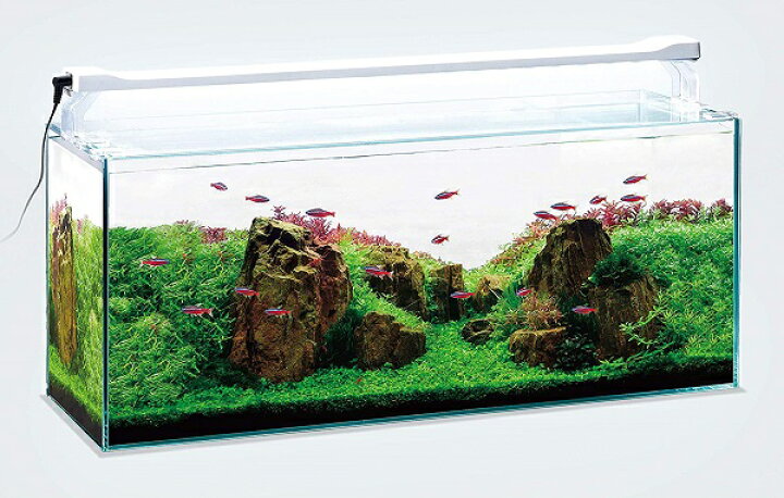 市場 テトラ マグネットledミニ Tetra