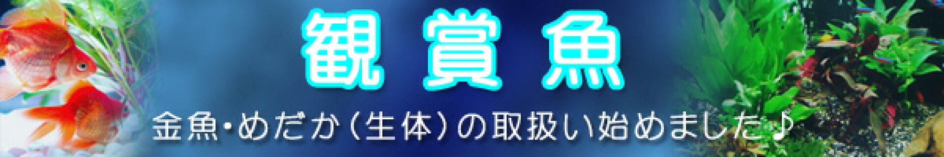 鑑賞魚はこちらから