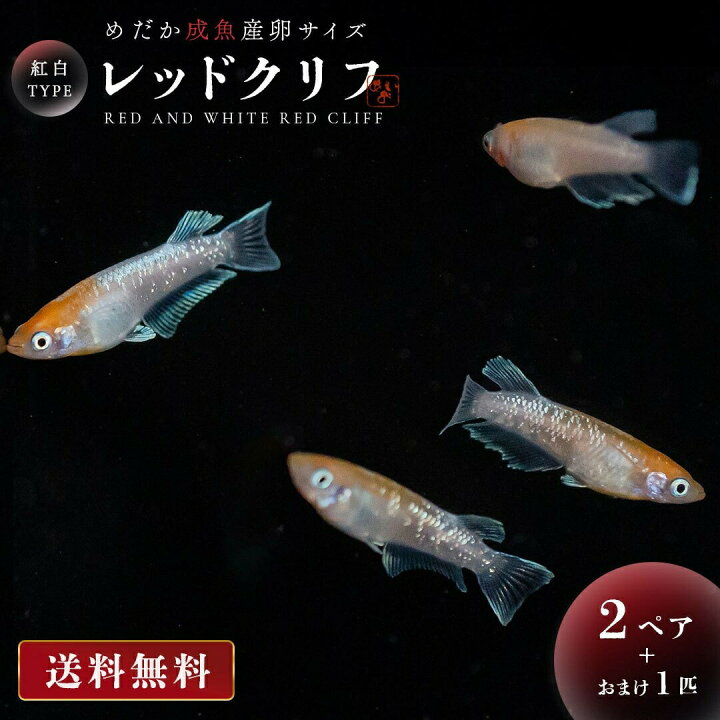 楽天市場】メダカ レッドクリフ 紅白 成魚 産卵サイズ 2ペア+保証1匹 