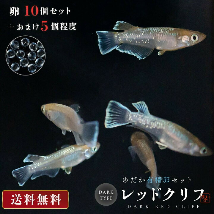 楽天市場】メダカ 卵 レッドクリフ ダークタイプ ラメ 10個セット 