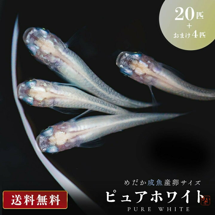 楽天市場】メダカ ピュアホワイト 成魚 産卵サイズ 20匹+保証4匹 性別 
