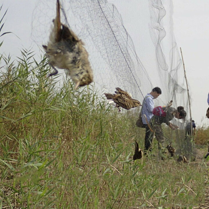 楽天市場 ネット 鳥よけネット 畑 3m 15m バードネット 長さカット 可能 防鳥ネット カラス対策 からすよけ ゴミネット 家庭菜園ネット 農業用品 資材 防鳥ネット ベランダ 鳥よけ 網 田畑 鳥害対策 ハト ツバメ スズメ 水稲 果樹園 菜園 Aio Online Store