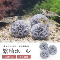 楽天市場】エビ 水槽 セットの通販