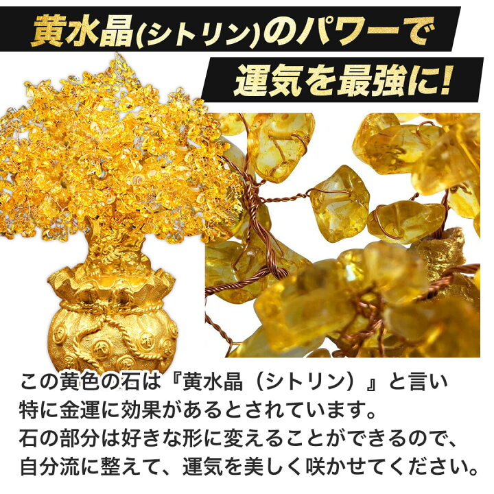 楽天市場】【ランキング1位5冠達成】 特大黄金木 招財樹 金のなる木 黄 