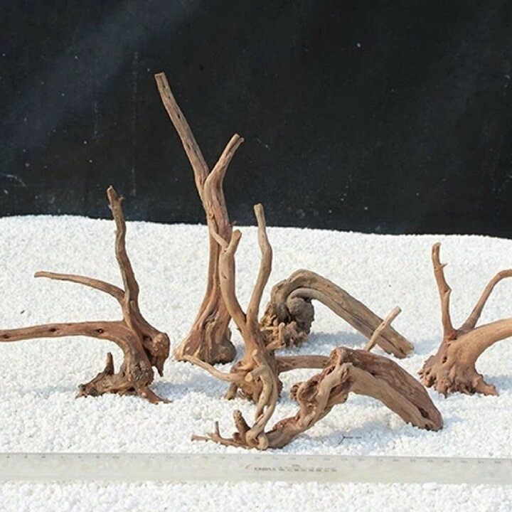 流木 貝確認用
