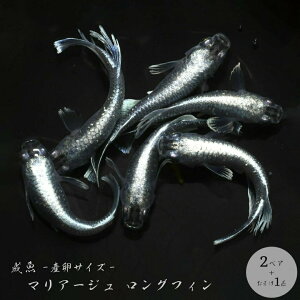 アクアリウム用品 熱帯魚 隔離の人気商品 通販 価格比較 価格 Com