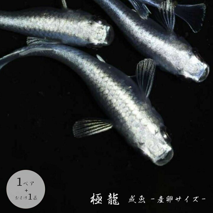 楽天市場】高級 メダカ めだか の 生体 セット 極龍 成魚 産卵サイズ 1 