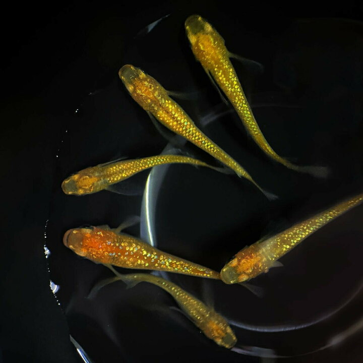 楽天市場】高級 メダカ めだか の 生体 セット レクリス 成魚 産卵 