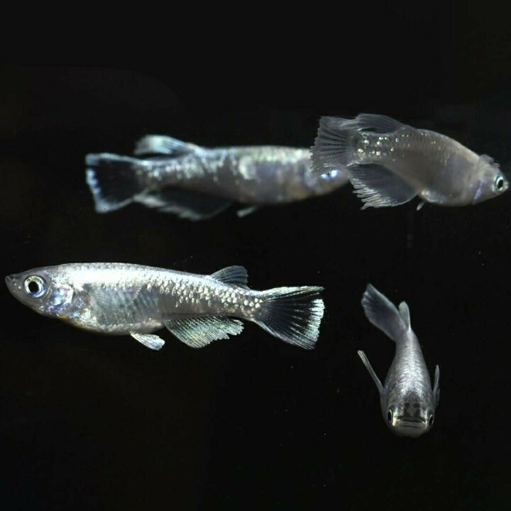 楽天市場】メダカ の 生体 めだか マリアージュ ロングフィン 成魚 産卵サイズ 1ペア+保証1匹 泳ぐ宝石 ラメ 超極上 ヒレ長 交配 固定率 水槽 medaka お手入れ 厳選種 アクアリウム 隔離 安心 安全 飼育 自由研究 かわいい 可愛い ペット 稚魚 淡水 観察 繁殖 : 楽天市場】メダカ の 生体 めだか マリアージュ ロングフィン 成魚 産卵サイズ 1ペア+保証1匹 泳ぐ宝石 ラメ 超極上 ヒレ長 交配 固定率 水槽 medaka お手入れ 厳選種 アクアリウム 隔離 安心 安全 飼育 自由研究 かわいい 可愛い ペット 稚魚 淡水 観察 繁殖 :