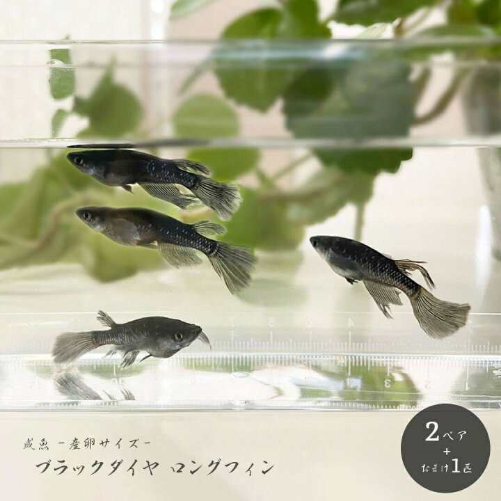 楽天市場】【ランキング1位獲得】 高級 メダカ めだか の 生体 セット 