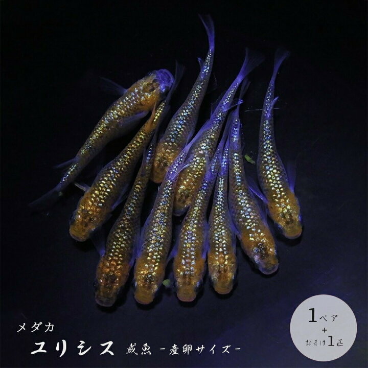 楽天市場】メダカ ユリシス 成魚 産卵サイズ 1ペア+保証1匹 泳ぐ宝石 
