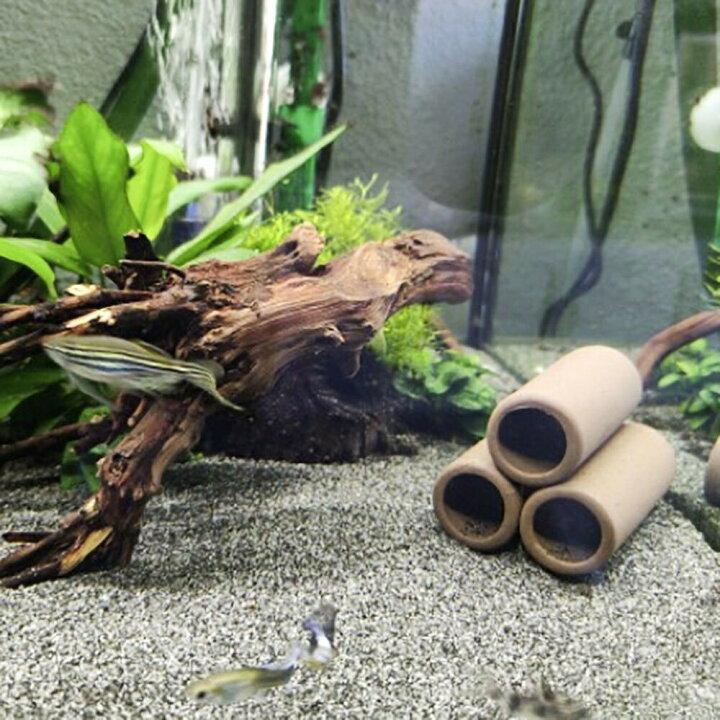 楽天市場 エビ シェルター ドラム缶 3連 アクアリウム ペット用品 海老 隠れ家 繁殖 秘密基地 寝床 睡眠場所 オブジェ 水槽 置物 インテリア 熱帯魚 魚 熱帯雨林 海水魚 淡水魚 ネオンテトラ グッピー エンゼルフィッシュ ピラルク Aio Online Store