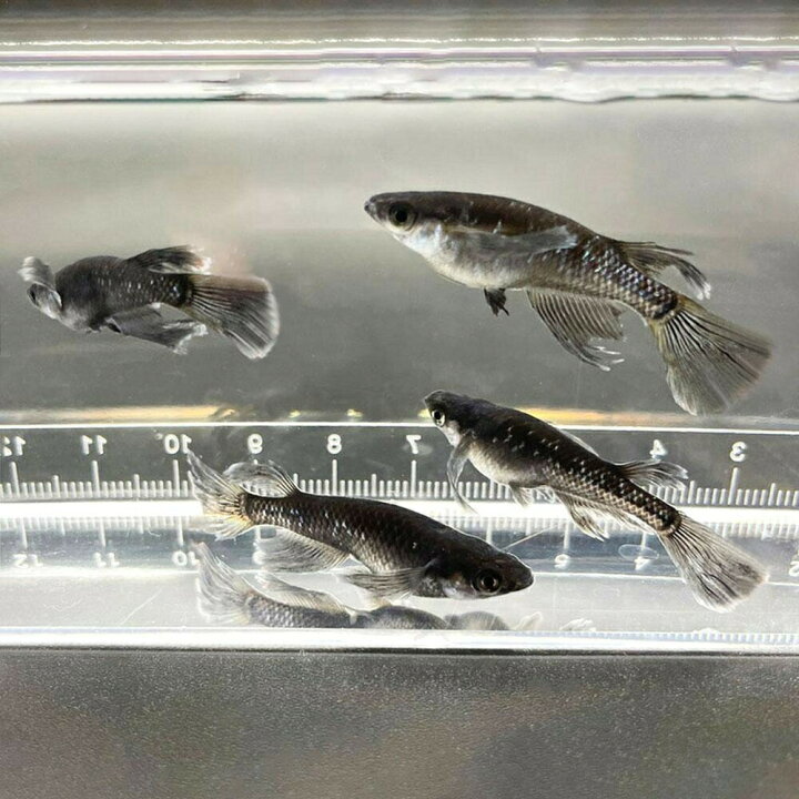 在庫あり 即出荷可 メダカ 松井ヒレ長 ブラックダイヤ 稚魚10匹 ブラックダイア 天女の舞 Shipsctc Org