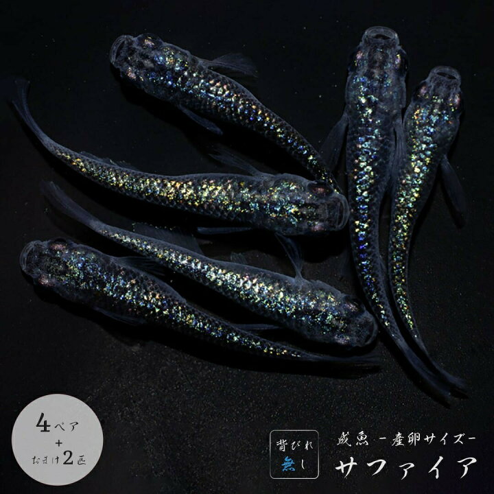 楽天市場】メダカ サファイア 【背びれなし】成魚 産卵サイズ 4ペア+ 