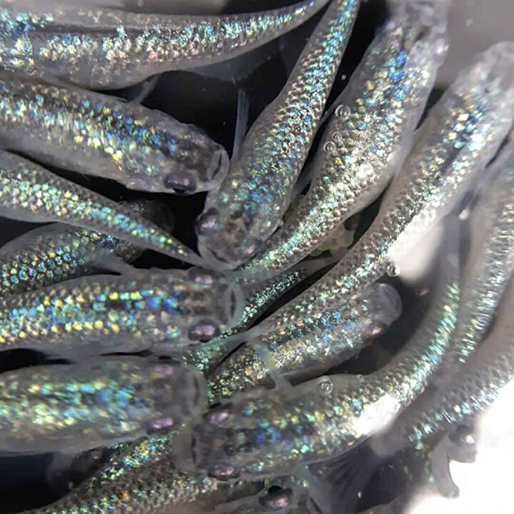 楽天市場】メダカ サファイア 【背びれなし】成魚 産卵サイズ 4ペア+ 