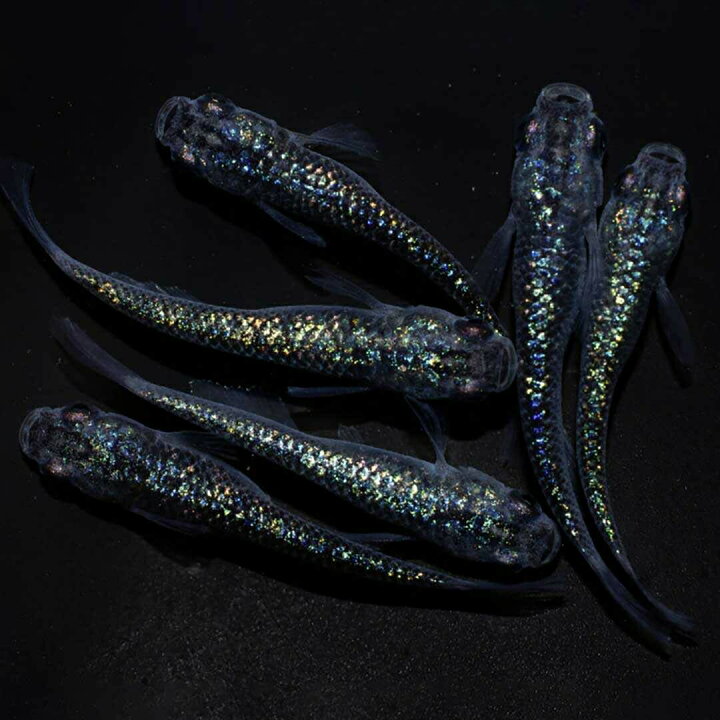 楽天市場】メダカ サファイア 【背びれなし】成魚 産卵サイズ 1ペア+ 