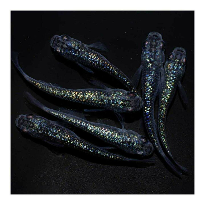 楽天市場】メダカ サファイア 【背びれなし】成魚 産卵サイズ 4ペア+ 